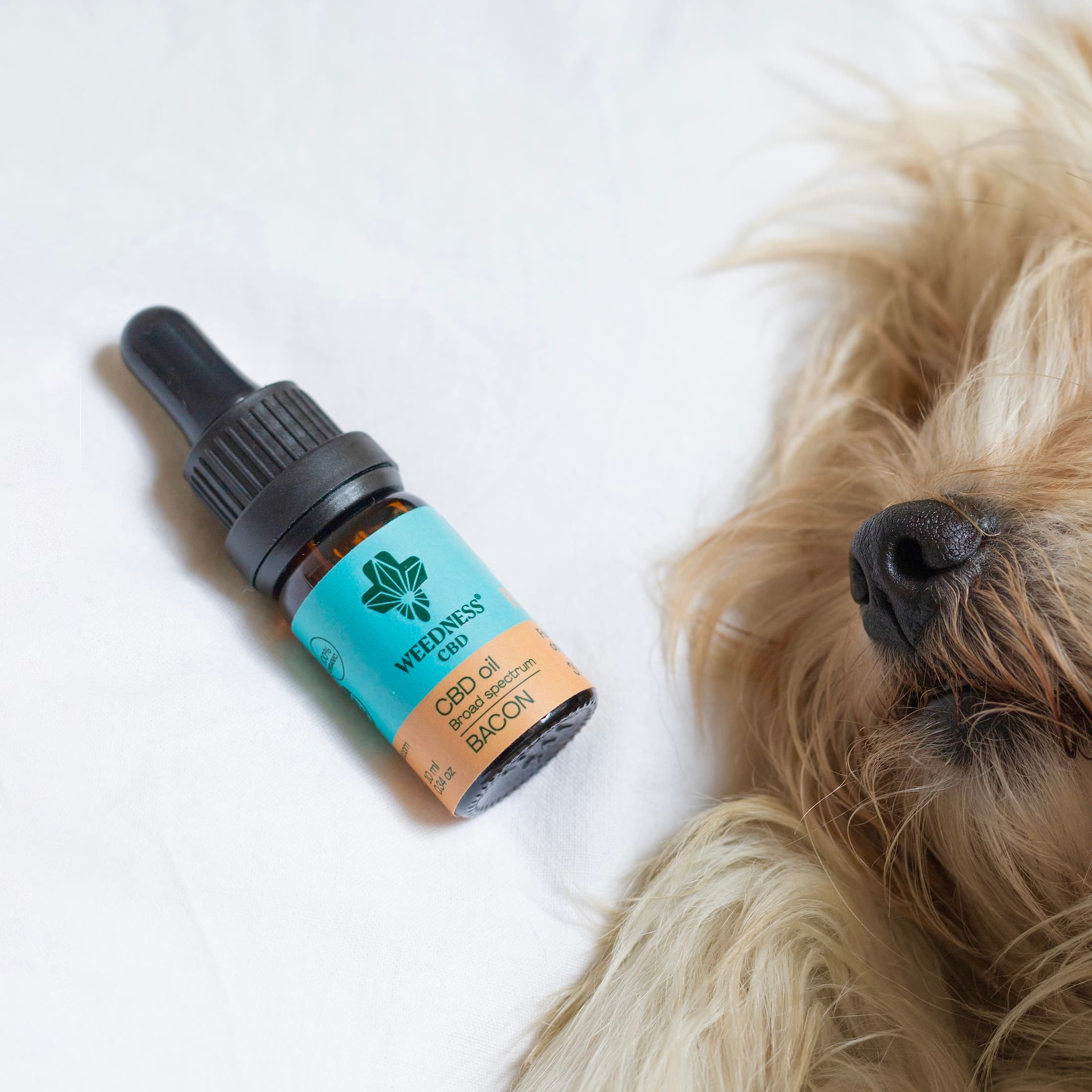 Buy Broad Spectrum CBD Oil for Small Dogs